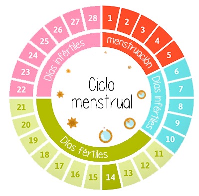Ciclo menstrual